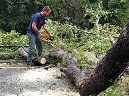 Best Tree Removal  in Cornell, WI