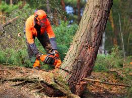 How Our Tree Care Process Works  in  Cornell, WI