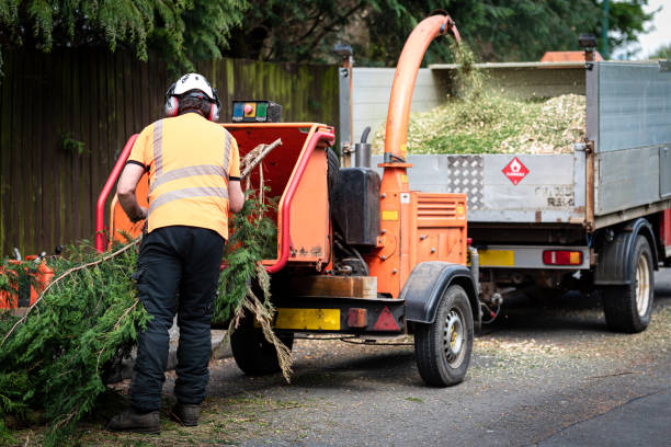 Best Tree Preservation Services  in Cornell, WI