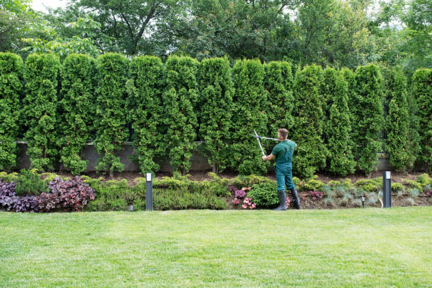  Cornell, WI Tree Services Pros