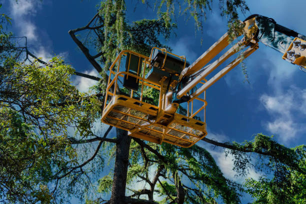 Trusted Cornell, WI Tree Services Experts