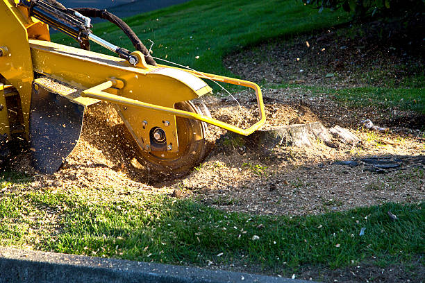Best Organic Lawn Care Solutions  in Cornell, WI
