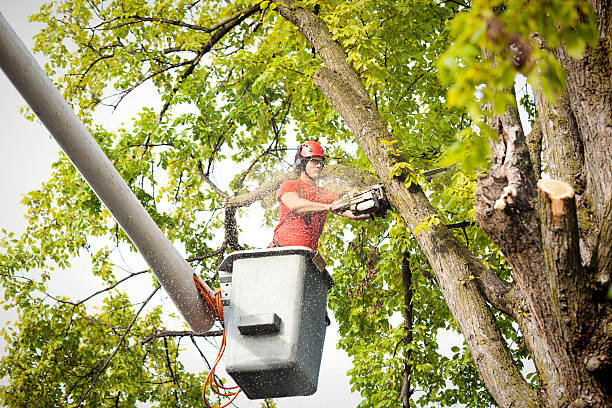 Best Leaf Removal  in Cornell, WI